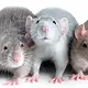 Rata domesticada