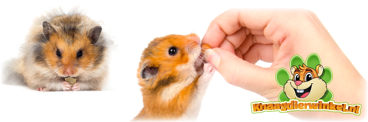 Pet stores that sell hamsters near nos me