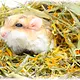 Knaagdier Kruidenier Mélange de fibres à base de plantes