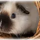 Trixie Geflochtener Weidentunnel für Nagetiere und Kaninchen