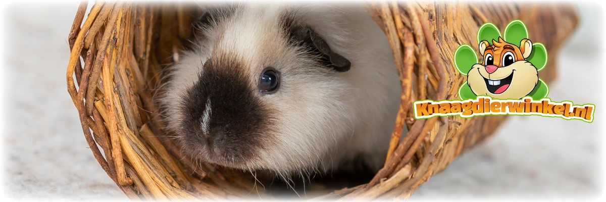Meerschweinchen im geflochtenen Weidentunnel
