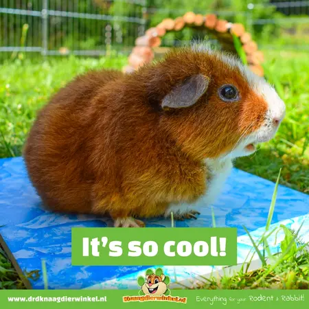 Trixie Koelsteen Blauw Keramiek