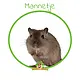 Mongolian Gerbil