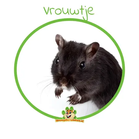 Mongolian Gerbil