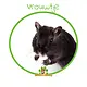 Mongolian Gerbil