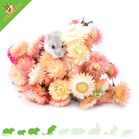 Knaagdier Kruidenier Flores de paja secas de color rosa claro