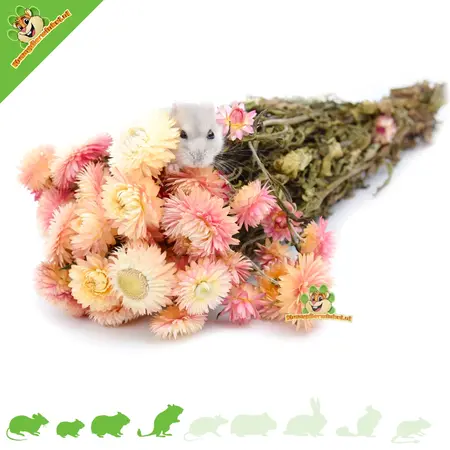 Knaagdier Kruidenier Flores de paja secas de color rosa claro