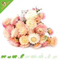 Flores de paja rosa claro