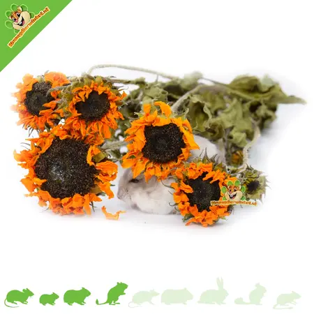 Knaagdier Kruidenier Dried Sunflower Harvest for Hamscaping