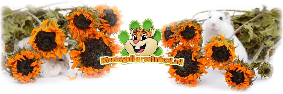 Sonnenblumenhamster