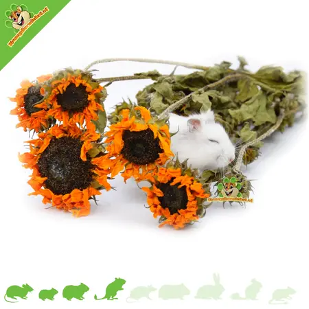 Knaagdier Kruidenier Getrocknete Sonnenblume