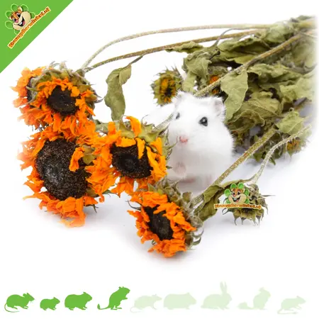 Knaagdier Kruidenier Gedroogde Zonnebloem Oogst voor hamsterscaping