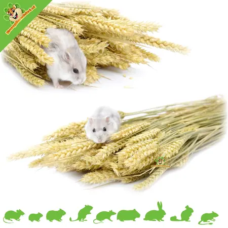 Knaagdier Kruidenier Green Wheat Ears Harvest for Rodents & Birds
