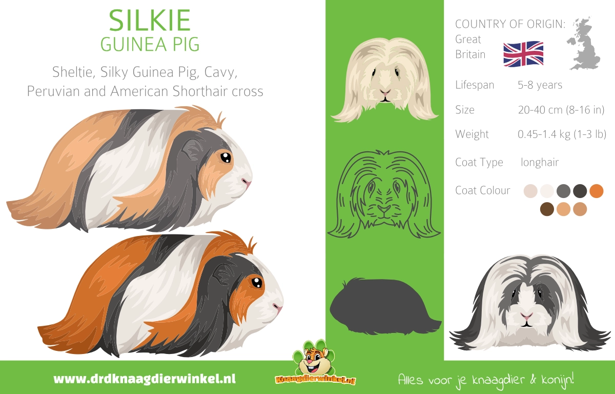 Silkie świnka morska
