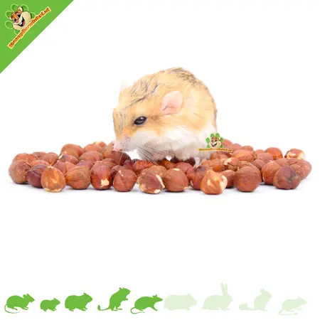 Knaagdier Kruidenier Hazelnuts