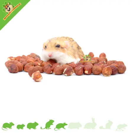 Knaagdier Kruidenier Hazelnuts