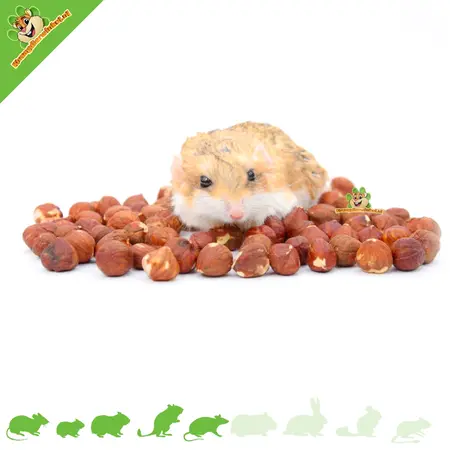 Knaagdier Kruidenier Hazelnuts