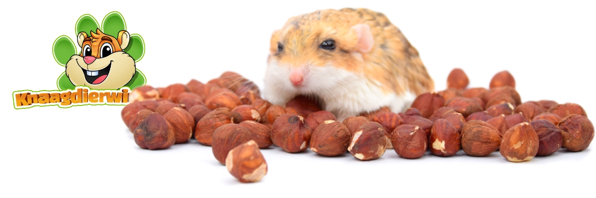 noisettes rongeurs lapins bannière