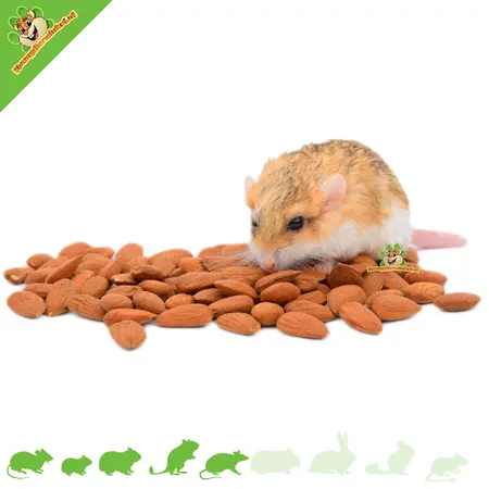 Knaagdier Kruidenier Amandes