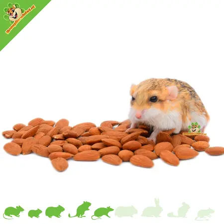 Knaagdier Kruidenier Almonds