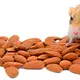 Knaagdier Kruidenier Amandes