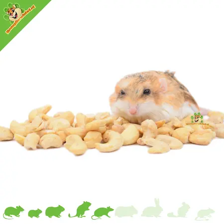 Knaagdier Kruidenier Cashewnoten