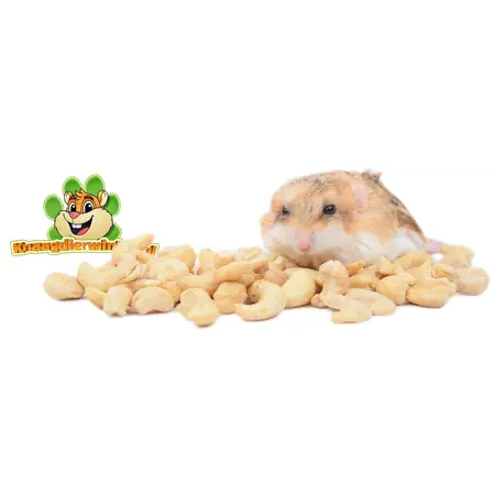 Knaagdier Kruidenier Cashewnüsse