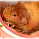 Trixie Transportbox Pico 30 cm voor Knaagdieren