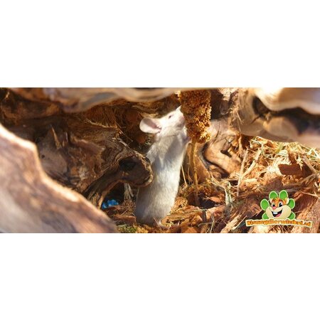 Trixie Sandblasted Vine