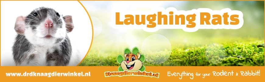Laughing Rats: The Hidden Laughter of Your Little Friend