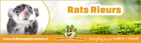 Rats Rieurs : Le Rire Caché de Ton Petit Ami