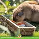 Trixie Gruppenfuttertrog aus Holz, 27 cm, für Meerschweinchen, Kaninchen und Nagetiere