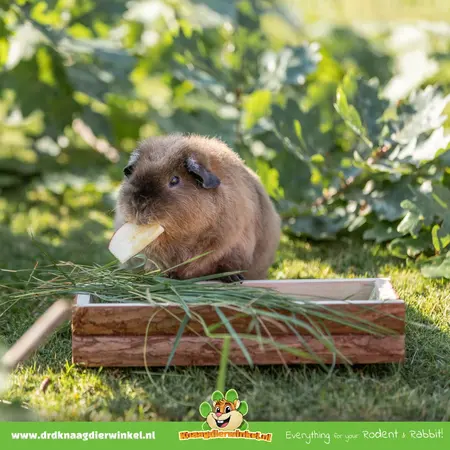 Trixie Gruppenfuttertrog aus Holz, 27 cm, für Meerschweinchen, Kaninchen und Nagetiere