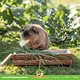 Trixie Gruppenfuttertrog aus Holz, 27 cm, für Meerschweinchen, Kaninchen und Nagetiere