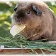 Trixie Gruppenfuttertrog aus Holz, 27 cm, für Meerschweinchen, Kaninchen und Nagetiere