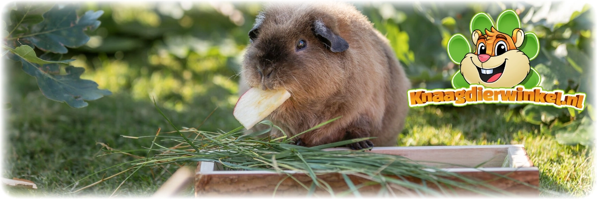 cavia met houten voerbak en appel op het gras
