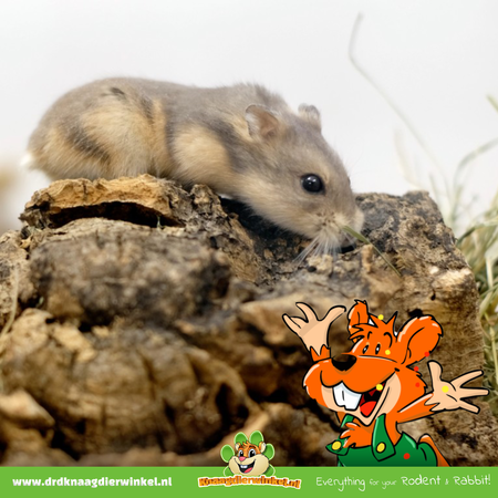 Rodipet Túnel de corcho S