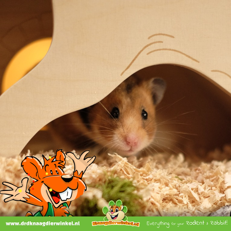 Rodipet Hamsterscaping Goldi Watchbox para roedores!