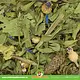 JR Farm Schmalblättriger Wegerich mit Kornblumen für Nagetiere und Kaninchen