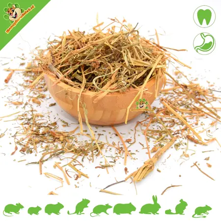 Dried Common Rocket (Horny Rocket)