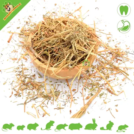 Getrockneter Rucola (herzhaft) 50 Gramm