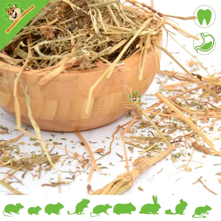 Gedroogde Gewone Raket (Heeskruid) 50 gram