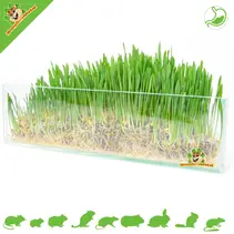 Knaagdiergras 100 gram