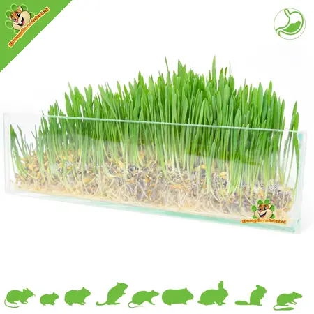 Trixie Kattengras 100 gram