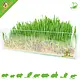 Trixie Herbe à rongeurs / Herbe à chat 100 grammes pour rongeurs et lapins
