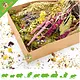 Knaagdier Kruidenier Summer Harvest Herb Package – harvest looks for hamsterscaping & foraging