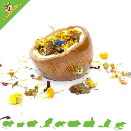 Ceramiczna miska do karmienia z kokosa 10 cm