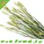 Esve Pet Bouquet Harvest Wheat Field