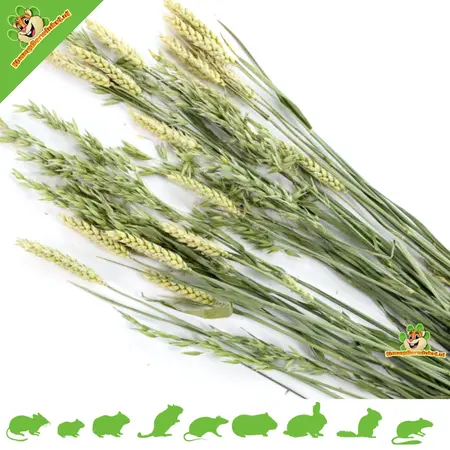 Esve Bouquet pour animaux de compagnie Récolte Haverland