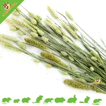 Pet Bouquet Harvest Knaagveld